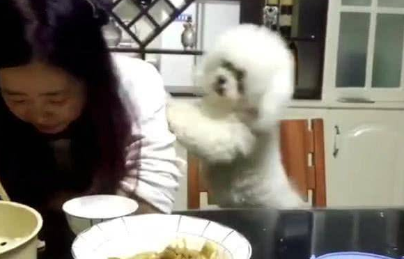 主人家用餐不理小狗,狗狗急死了了逐渐拱手取悦,最终一举也是强大