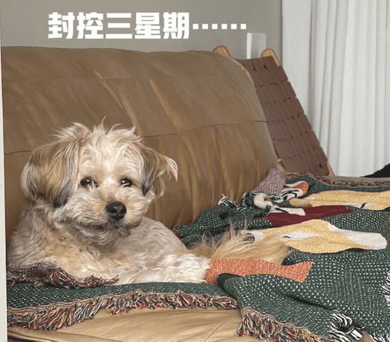 住宅小区被封控后,狗狗一开始眉目清秀的,三周后没眼看,太草率了!