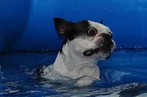 带狗狗游泳一定要知道的注意事项 短鼻犬游泳更要小心