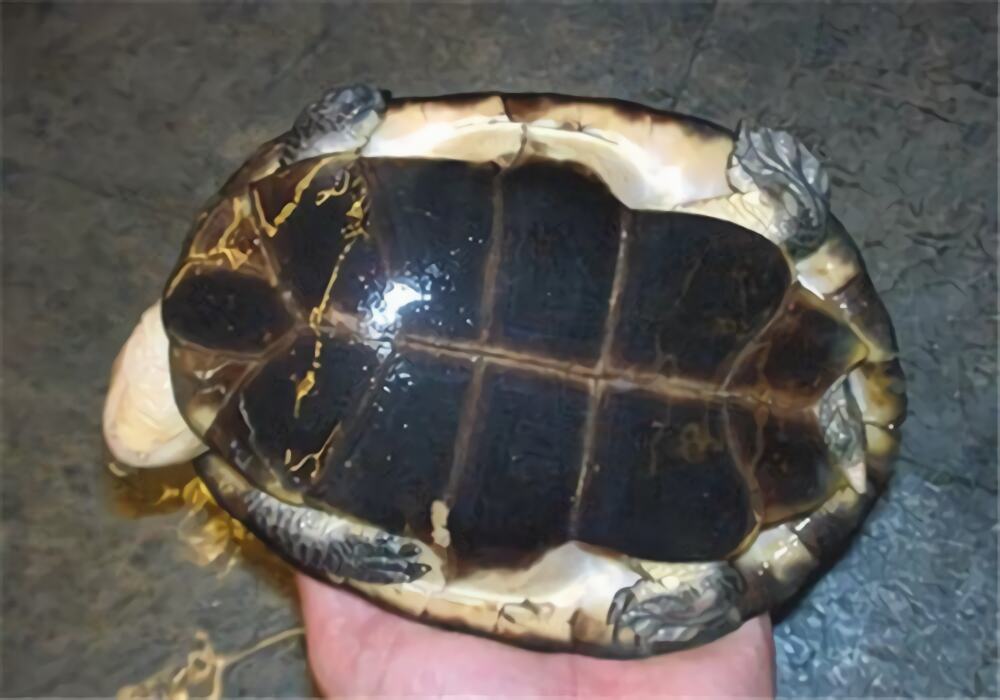 裙边龟身份信息