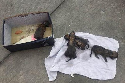 出来遛狗金毛狗狗帮我产生这玩意儿，治好他们，想给他们一个家