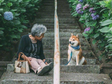 老人与柴犬 这组照片要火便全网了