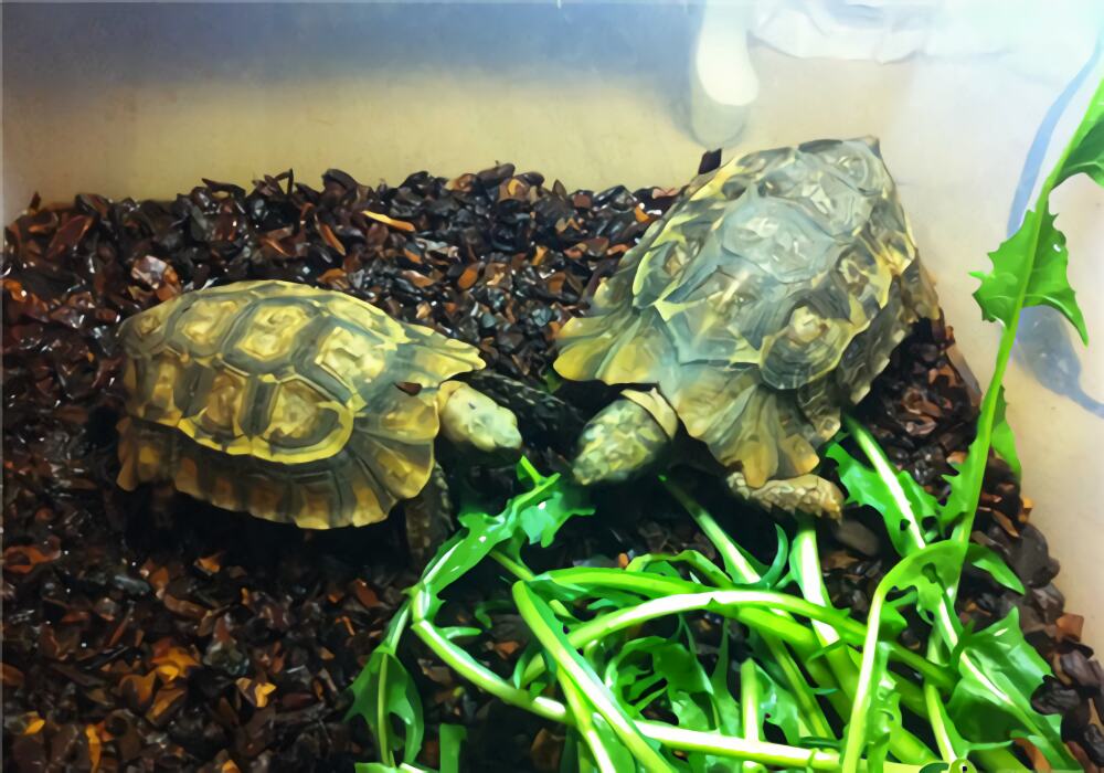 非洲折背陆龟身份信息