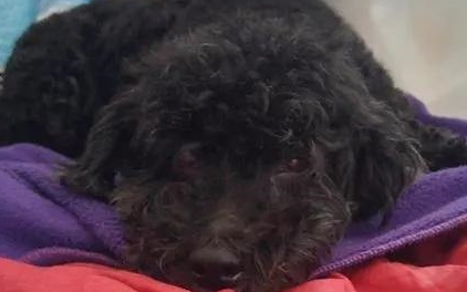 纳尼？狗狗吃了茶叶蛋心慌喘不过气送急救？