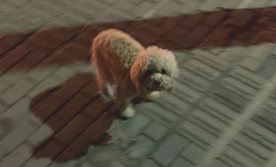 流浪犬在人行横道上躺着，女生抱到便道上想离去，小家伙却一路追随