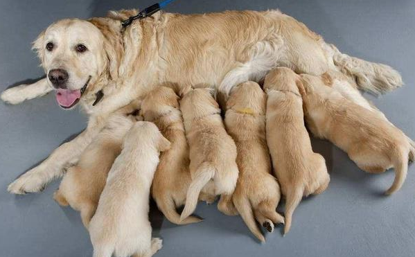 金毛怀孕做了准妈妈,女主人激动不已,生下狗崽后她却瞬间傻了眼