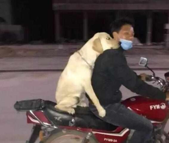 主人携爱犬共同下班,骑着摩托将狗狗放后座,狗狗含笑抱紧主人!