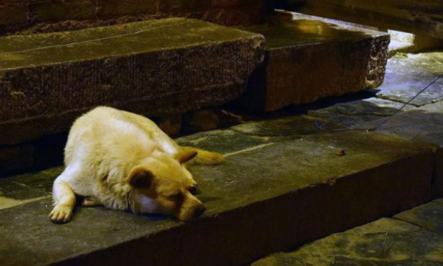 外卖频频丢失，小偷竟是只狗，狗：等半天没人拿，还以为不要了