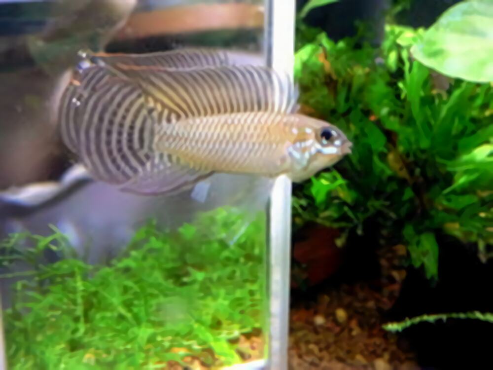 红珍珠短鲷身份信息