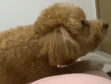 丈夫出差回来后想摸孕妻胎动,狗狗一直护着