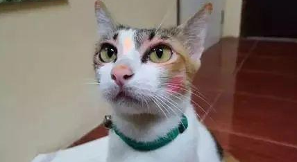 时代变了,现在猫咪的天敌不是狗,而是…