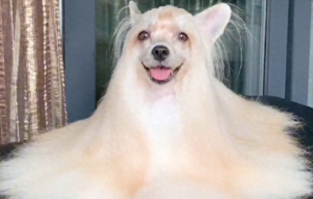 一只长发飘飘的狗狗,还以为我是起猛了,拖把都会摇尾巴了呢!