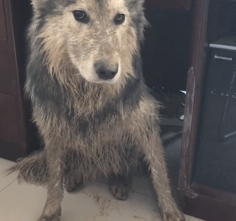 狗狗去外边滚水坑,跑回家了被主人骂,脏得像刚滚屎坑!