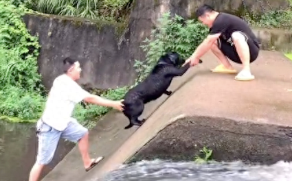 刚把狗狗从河里捞上来，它转身又跳进河里，显眼包又菜又爱玩啊！