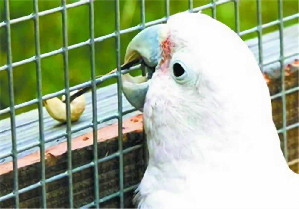 戈芬氏凤头鹦鹉身份信息