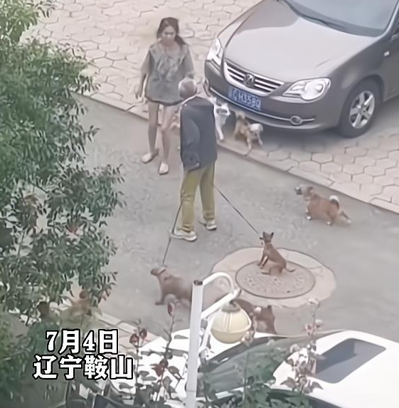女子遛多只狗不栓绳，竟还脱下拖鞋，人狗一起围攻遛狗大爷
