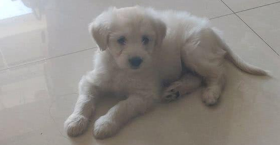 小奶狗趴在马路边奄奄一息，女生带家时被它妖媚的体态萌化了