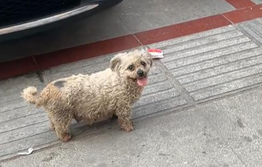 脏兮兮的流浪比熊犬,为食物极力讨好人类,跟踪后发现它竟然有家