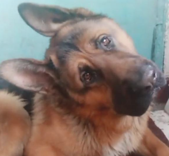 主人冲着高加索犬德牧歌唱,狗狗就非常相互配合的跟随摆头打节奏感,好可爱啊
