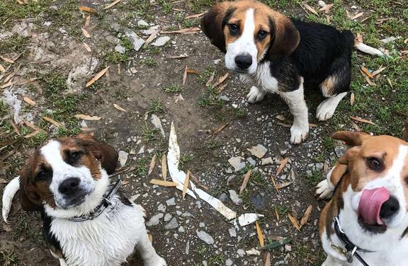 狗狗玩得正嗨,突然蔫儿了,脸也肿得像猪头,狗狗:我被蛇亲了