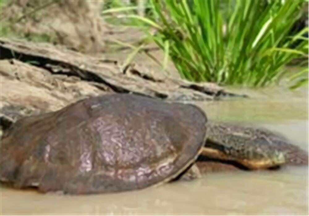 费兹洛河龟身份信息