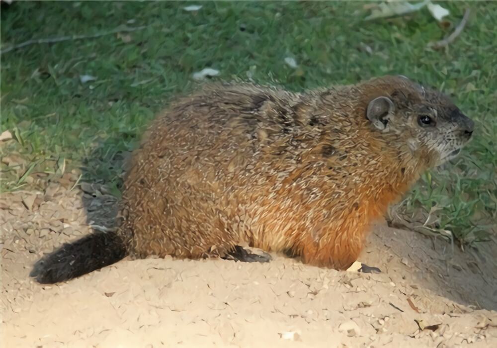 土拔鼠身份信息