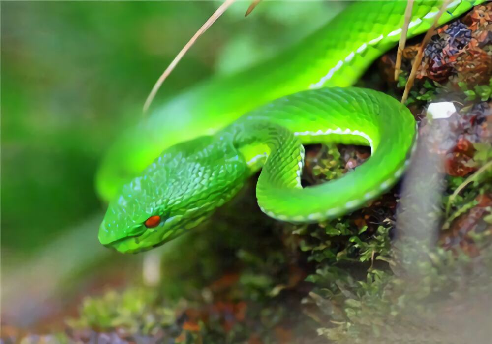 西藏竹叶青蛇身份信息