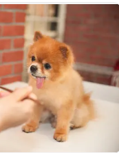 宠物店有比特犬 | 男子带3条比特犬进宠物店,一个意想不到的动物跟着它们