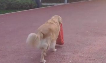 11岁老黄金猎犬不知爷爷过世 每天到公园等爷爷