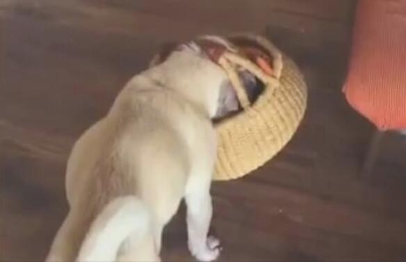 主人身体不适,狗狗寻找菜篮想帮主人买水果去