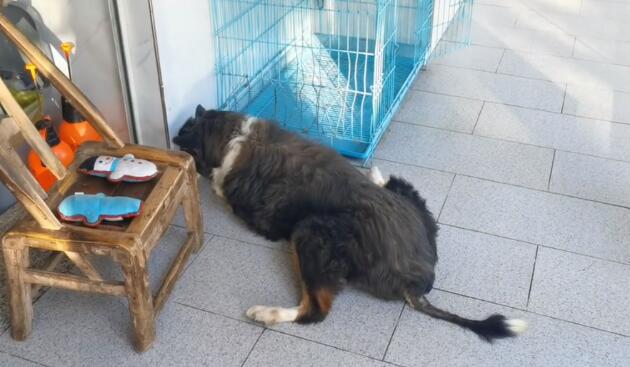 疑似退役警犬的老边牧,因未得到妥善照顾而严重缺钙,获救时已十分落魄