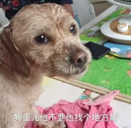 土狗病重后离家出走,主人冒雨上山找寻