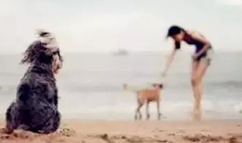 流浪狗到新家的感觉 | 流浪狗走进新家的所有第一次,那种不知所措我们真的不懂!