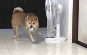 主人忘掉给柴犬喂食,柴犬气的丢碗,甩碗的姿势笑到主人肚子痛
