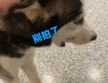 蠢狗大观赏:这两条狗,吃个饭都能被卡住,也是没谁了!