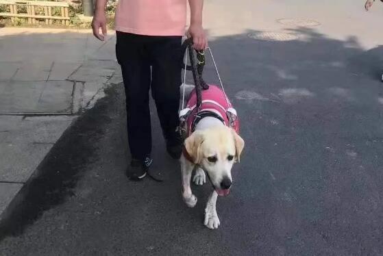 10岁退役导盲犬不愿与主人分开,临行前…它拼命爬回主人脚边!