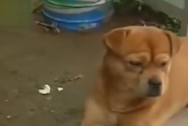 狗狗公交车站等主人一年,每日闻味道找主人,忠犬令人泪崩!