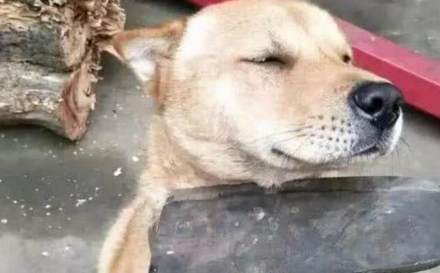 主人拿刀,架在小土狗的脖子上,狗狗的反应让主人笑喷