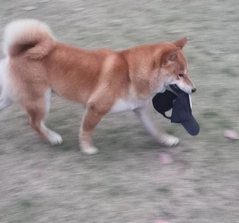 柴犬把主人的帽子叼走了,还立在远方讽刺他:有本事来抓我呀!