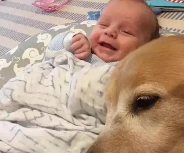 孩子与狗狗真的不能共存吗?看看国内外专家是怎么说的!