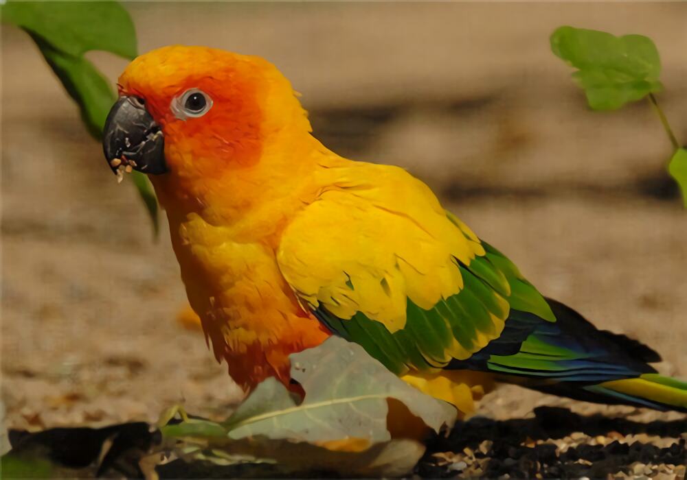 太阳锥尾鹦鹉身份信息