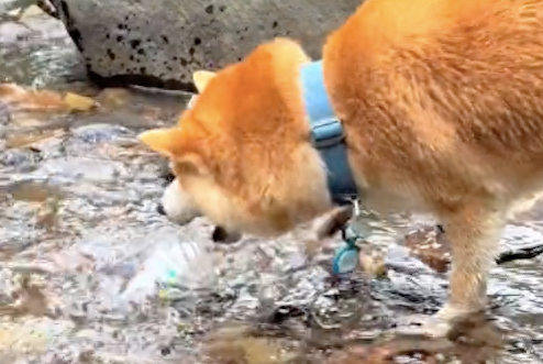 柴犬用瓶子去河边接水,这操作把主人看懵,说你聪明还是傻