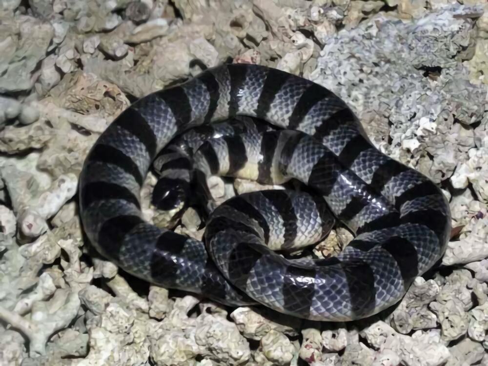 贝尔彻海蛇身份信息