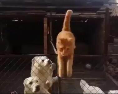 橘猫误闯狗狗地盘, 机智喵一招脱险, 最后狗子的表情亮了