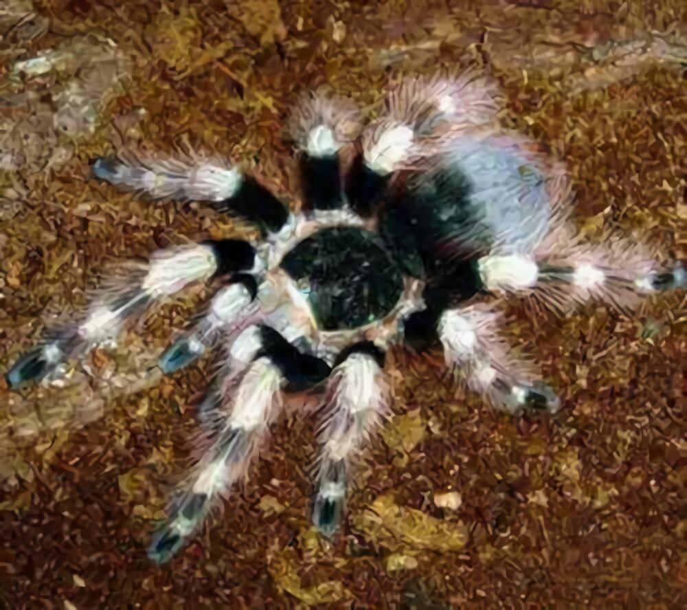 巴西黑白脚身份信息