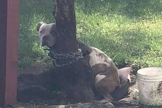 比特犬被主人绑树上虐待 幸得志工和警察帮助获得解救