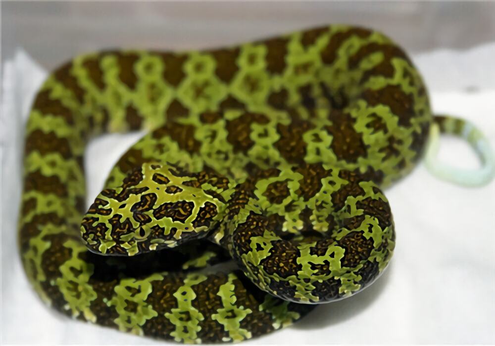 莽山烙铁头蛇身份信息