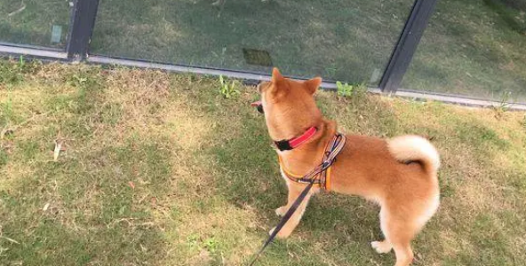 柴犬坐车出来玩晕车了,下车刚缓过劲来,一抬头看到镜子里的自己