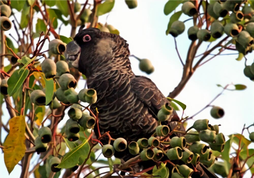 红尾黑凤头鹦鹉身份信息