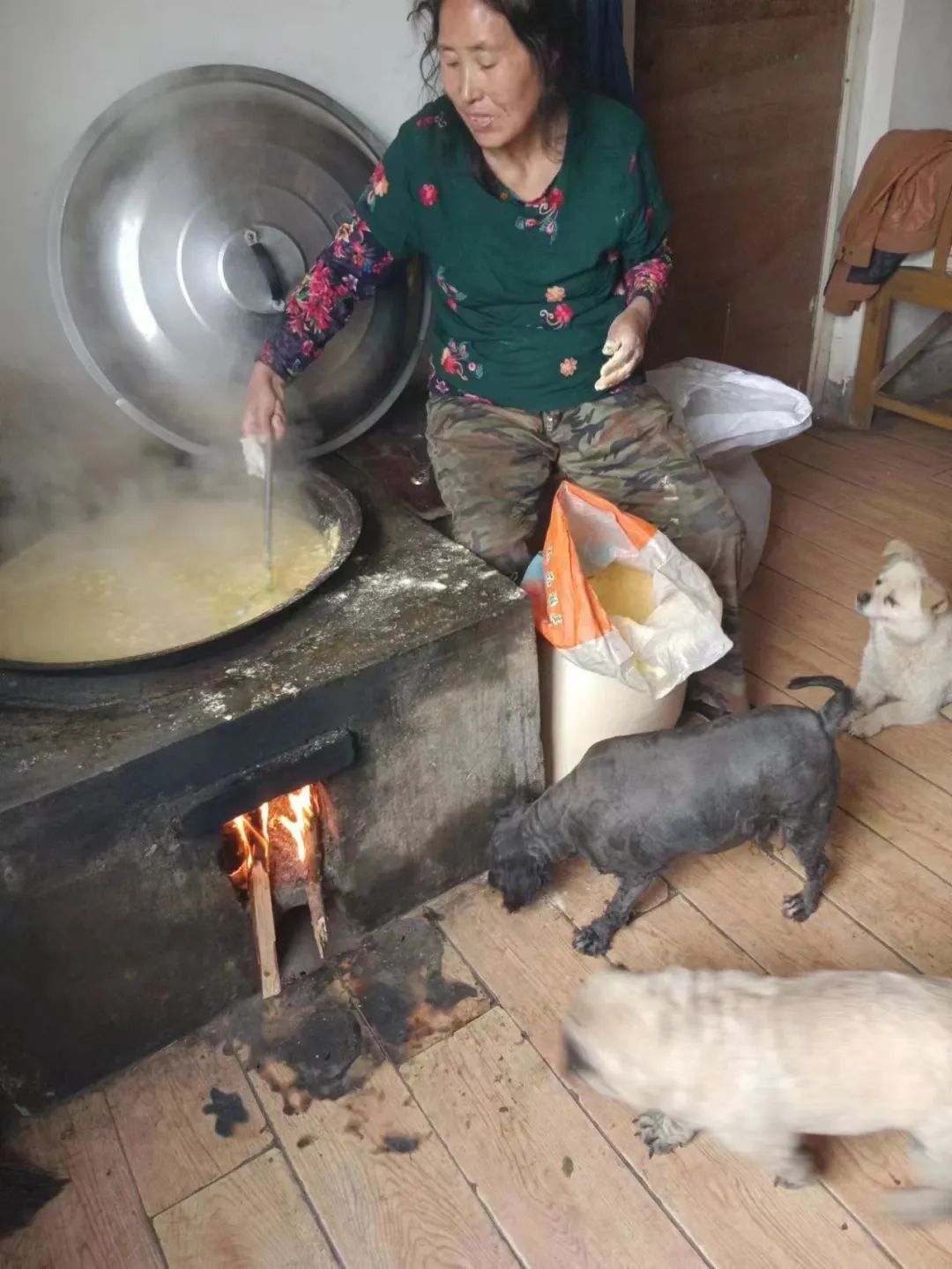 紧急求助!三百只流浪猫狗已经断粮,一起帮帮它们吧!